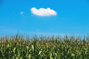 cornfield-438433_640